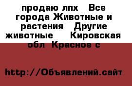 продаю лпх - Все города Животные и растения » Другие животные   . Кировская обл.,Красное с.